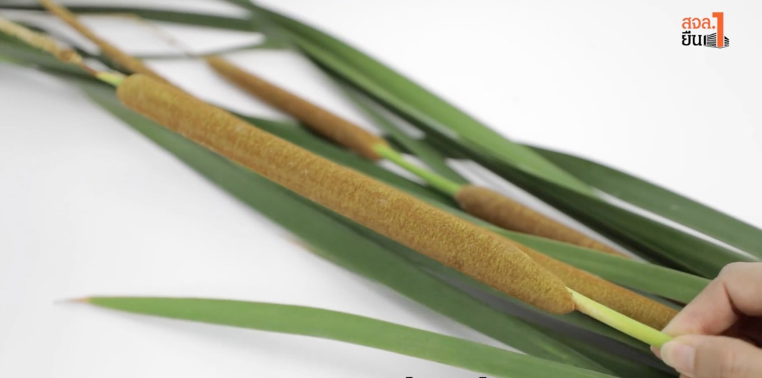 ธูปฤาษี